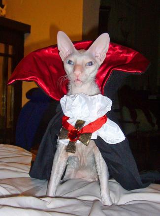 Book - Catula, The Misadventures of Dracula's Cat