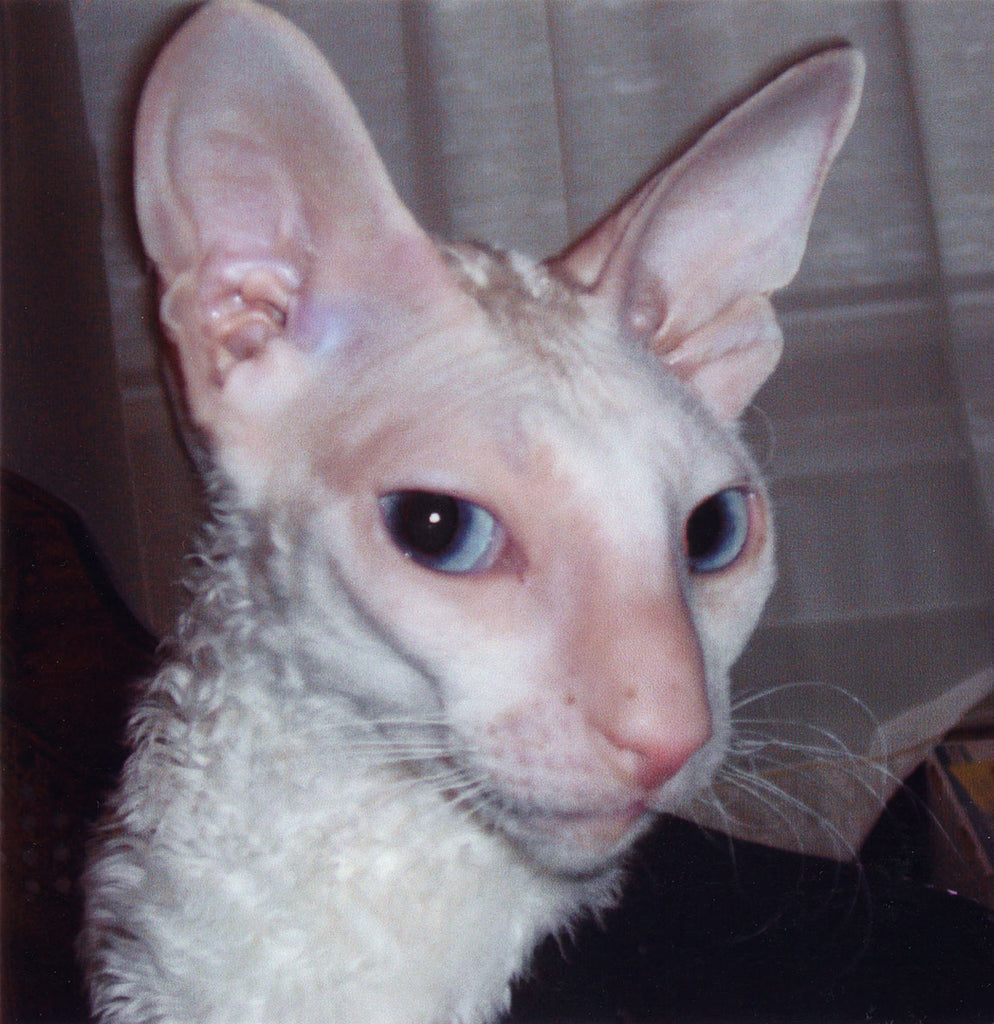 Book - Catula, The Misadventures of Dracula's Cat